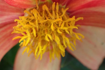 Stamens